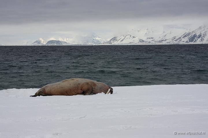 17 Walrus.jpg